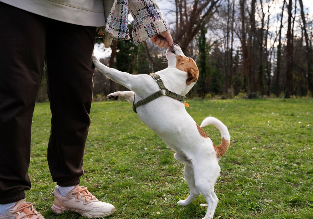 Freedom and Control in Perfect Dog Leash