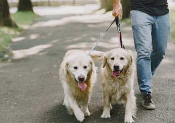 Choosing the Perfect Retractable Dog Leash